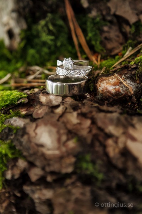 Vigselringar i silver fotograferade med skogen som bakgrund