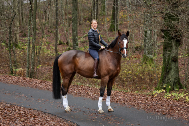 hästfotografering